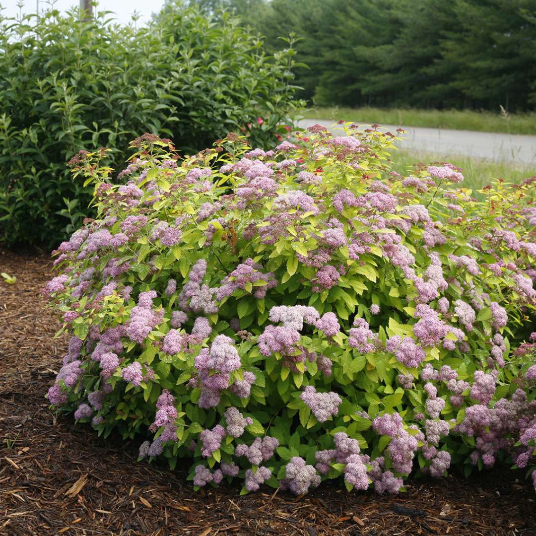 Double Play Big Bang Spiraea in a roadside garden bed