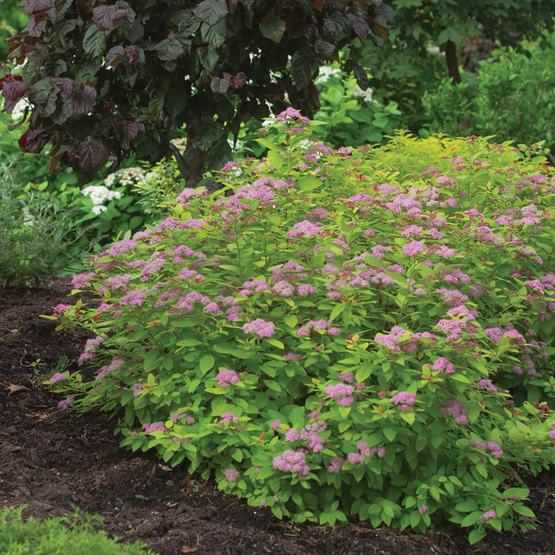 Mounded Double Play Big Bang Spiraea in garden