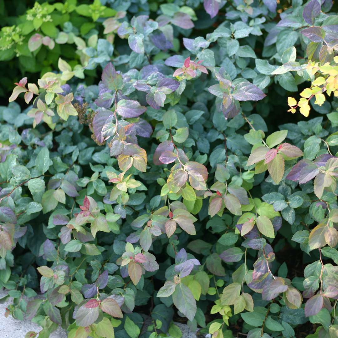 Watercolor foliage of Double Play Blue Kazoo Spiraea in shades of red blue light and dark green