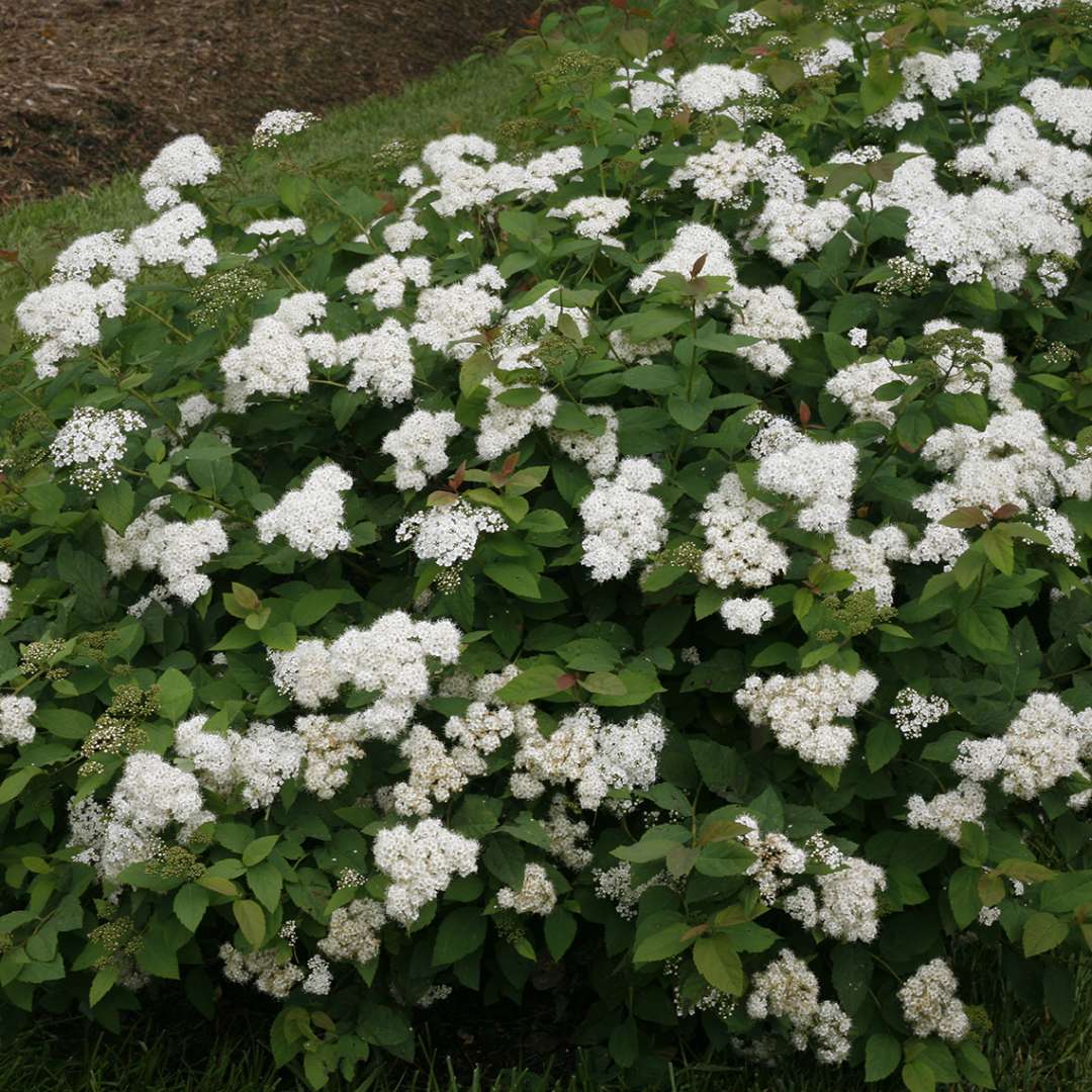 Dozens of white Double Play Blue Kazoo Spiraea flowers on mounded shrub