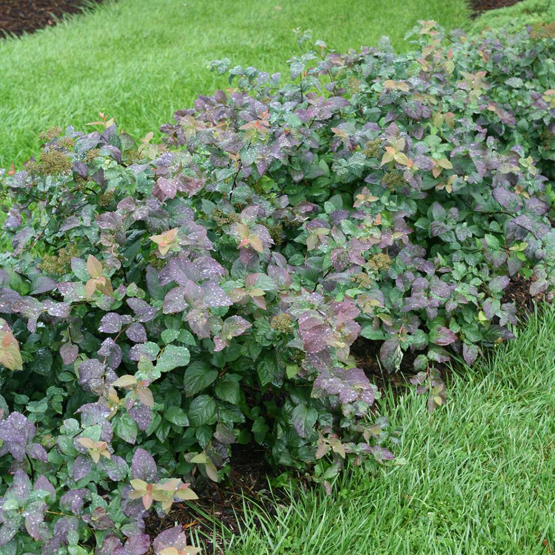 Colorful hedge of Double Play Blue Kazoo Spirea