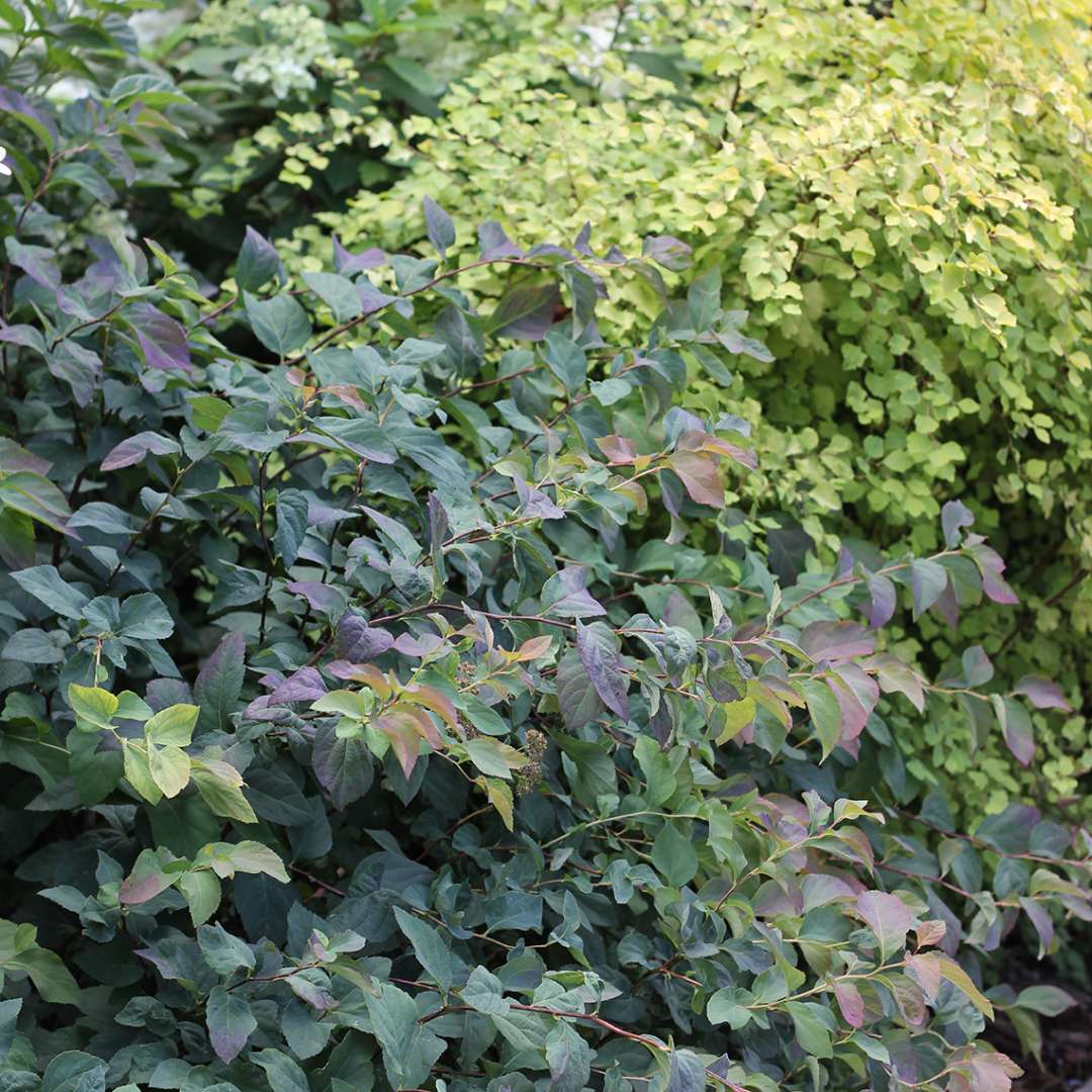 Multicolored foliage of Double Play Blue Kazoo Spiraea in red blue and green