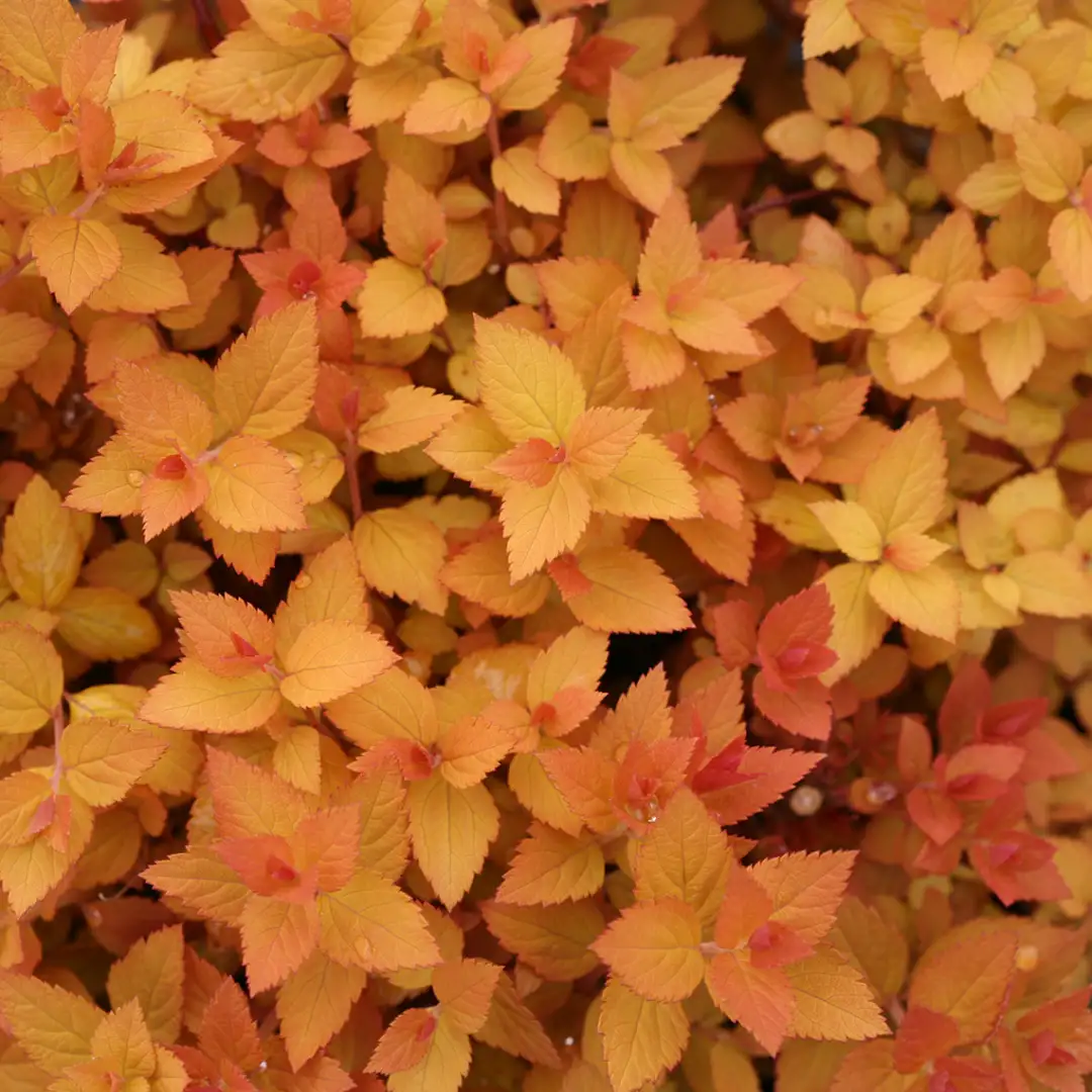 Orange spring foliage of Double Play Candy Corn Spiraea