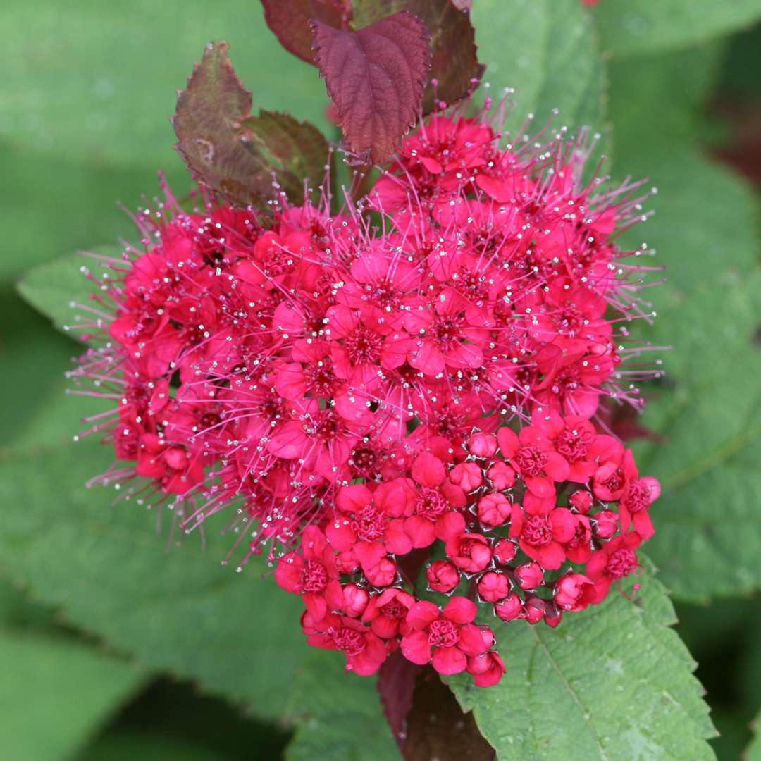 Close up of red Double Play Doozie Spirea bloom