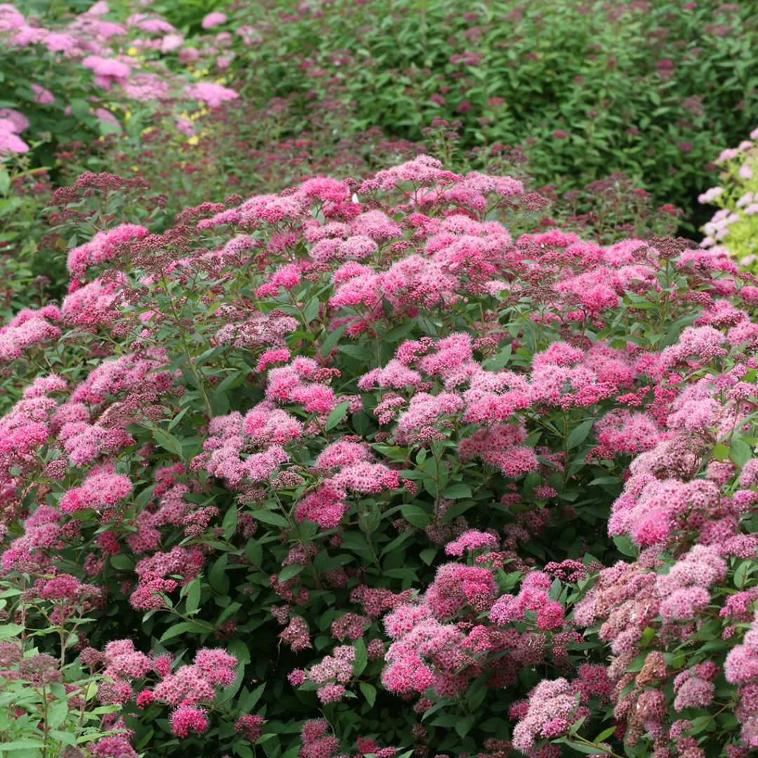 Heavy blooming Double Play Pink Spiraea in garden