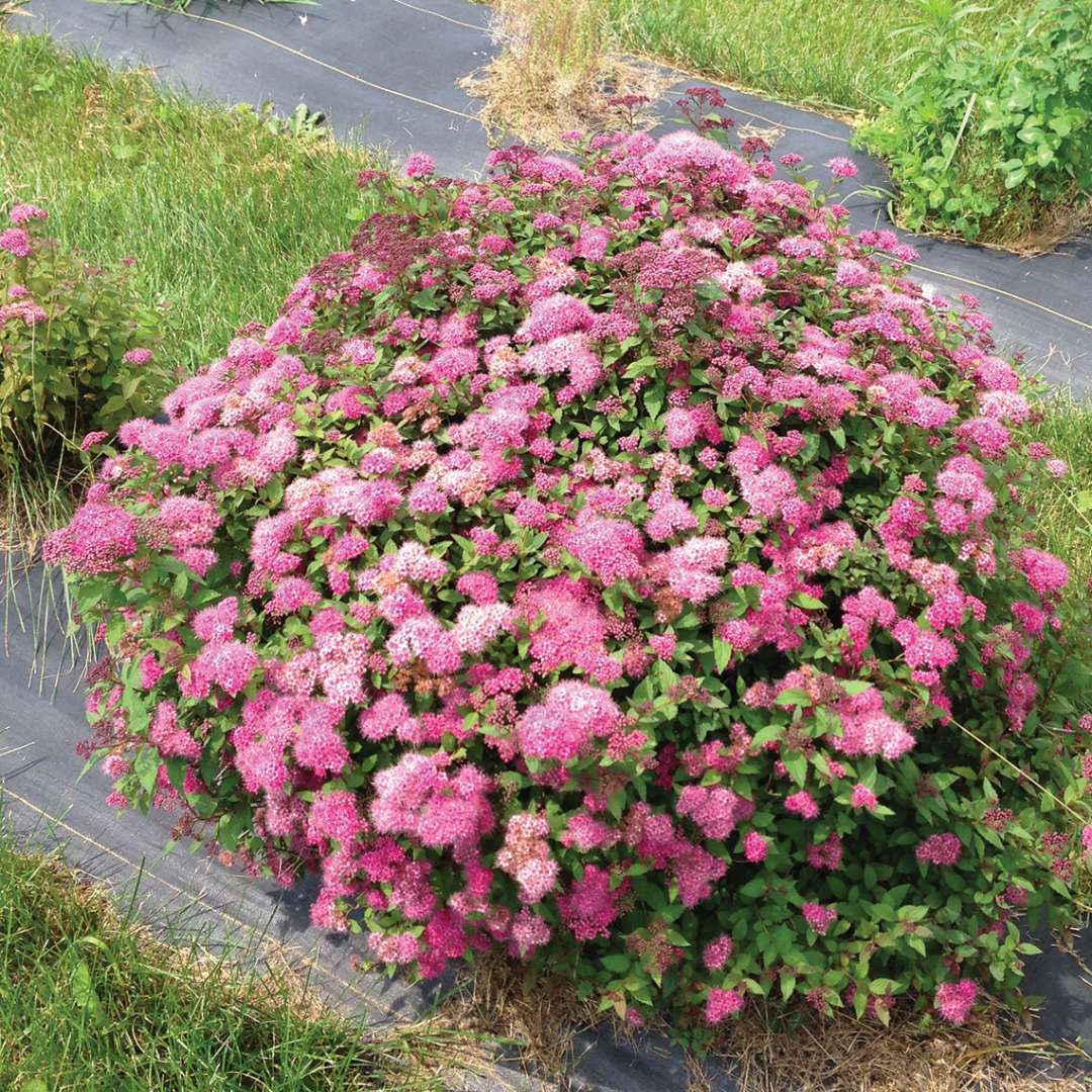 Heavy flower set on a Double Play Pink Spiraea in trial field