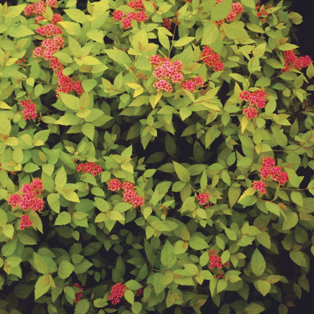 Lime foliage and deep pink flowers of Spiraea Lemon Princess