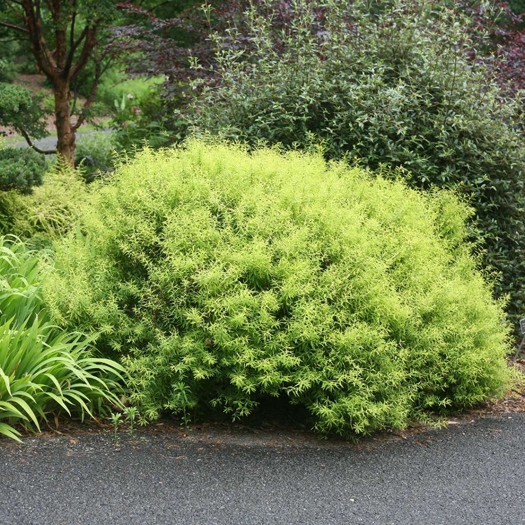 Willow like foliage of brightly colored mounded Spiraea Ogon