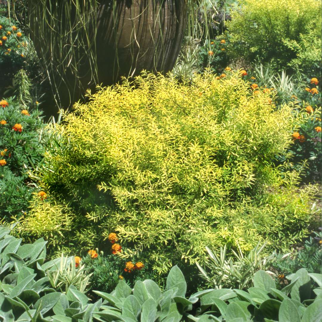 Spiraea Ogon planted near base of container