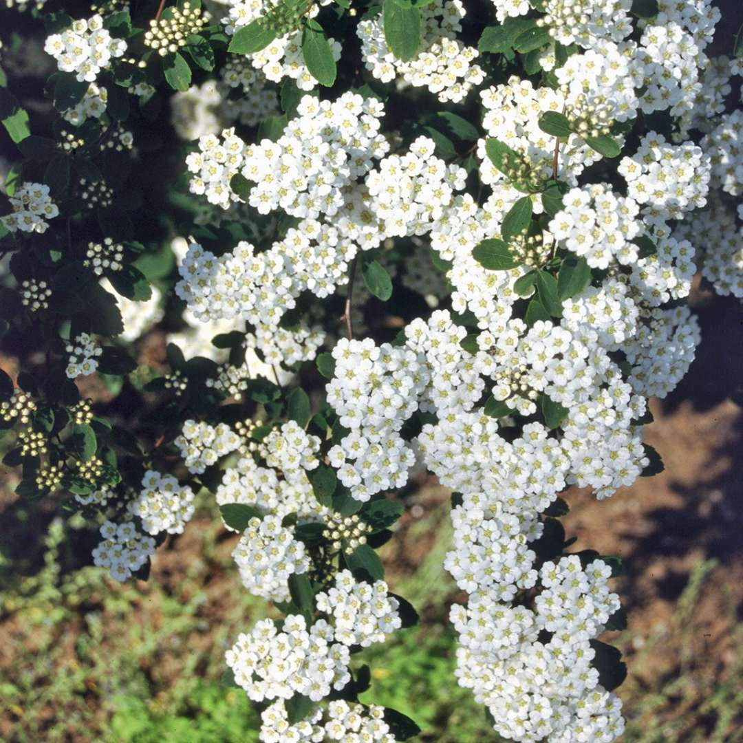 Hundreds of white Spiraea Renaissance flowers blanket a hanging branch