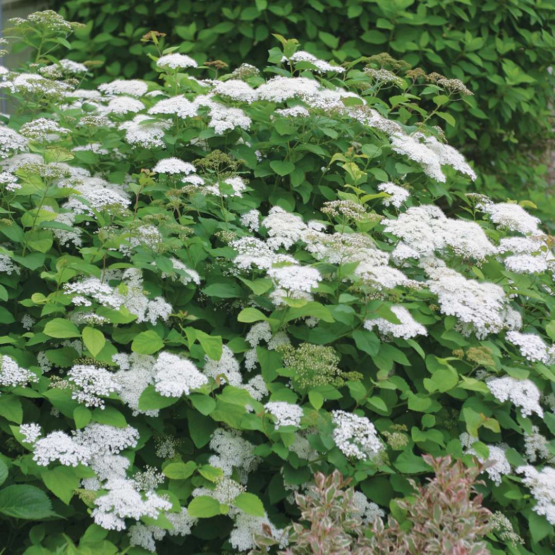 White blooming Snow Storm Spiraea in garden