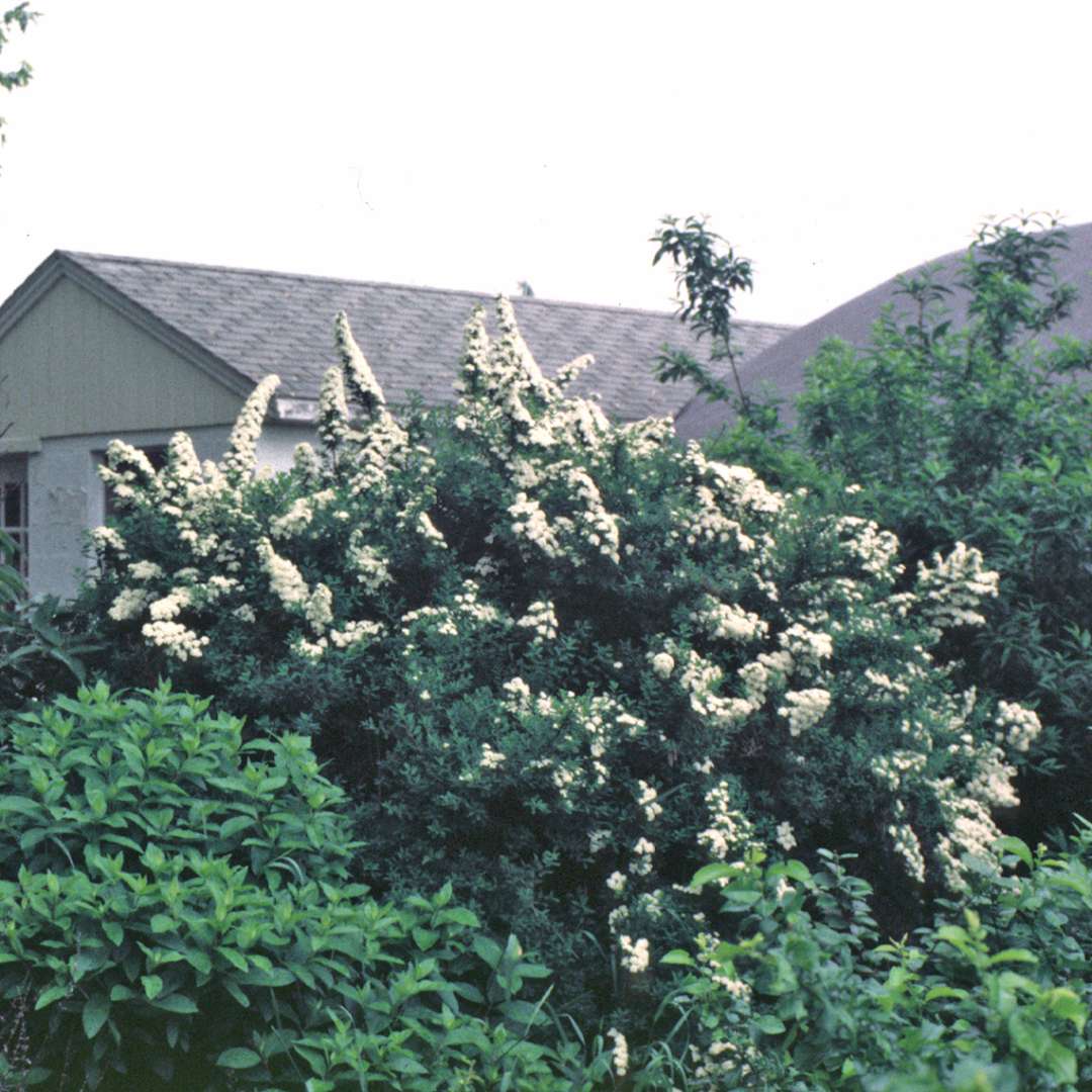 Large Spiraea Snowmound grown near gray building