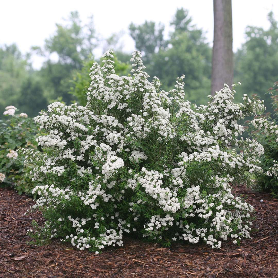 Compact Wedding Cake Spiraea in landscape