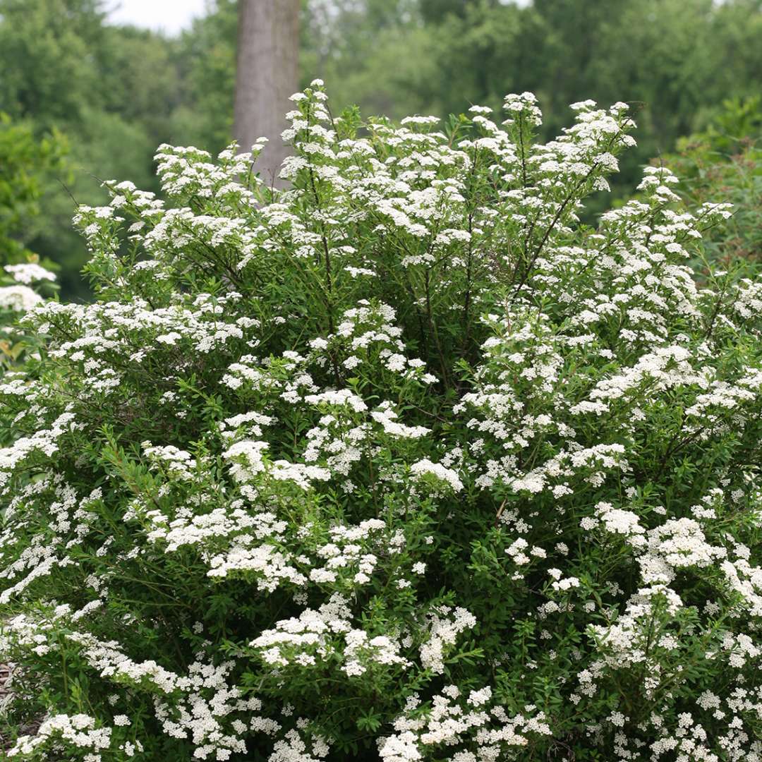 Heavy blooming Wedding Cake Spiraea in garden