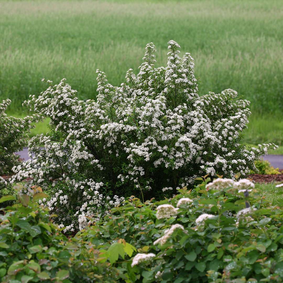 Spikes of Wedding Cake Spiraea covered in white spring flowers