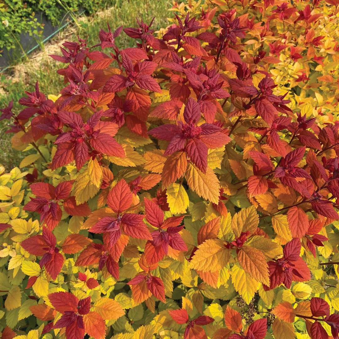 True-red foliage covering the plant like a blanket in spring.