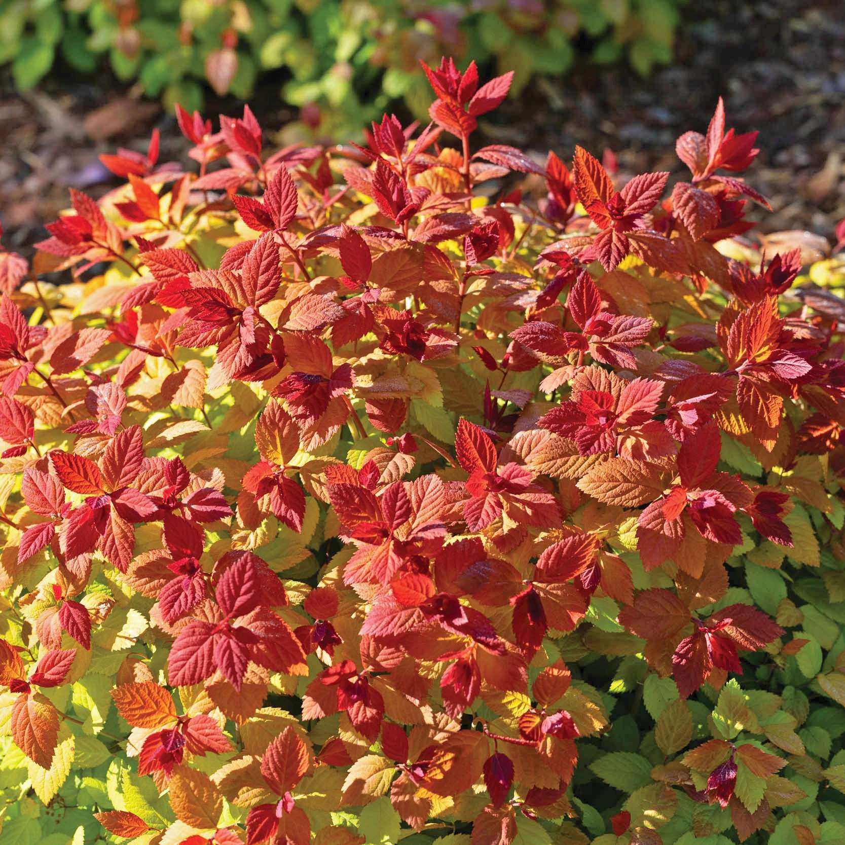 Vivacious true-red foliage covering the plant like a blanket in spring.