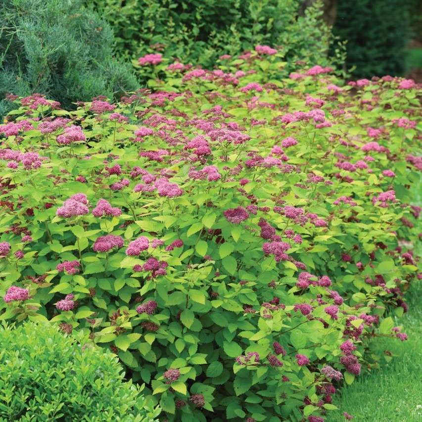  Foliage ages to a chartreuse, all the better to contrast with the hot magenta-pink flowers.