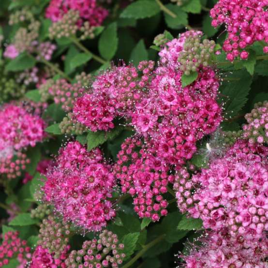 Close up of the vibrant pink blooms of Double Play Princess spirea 