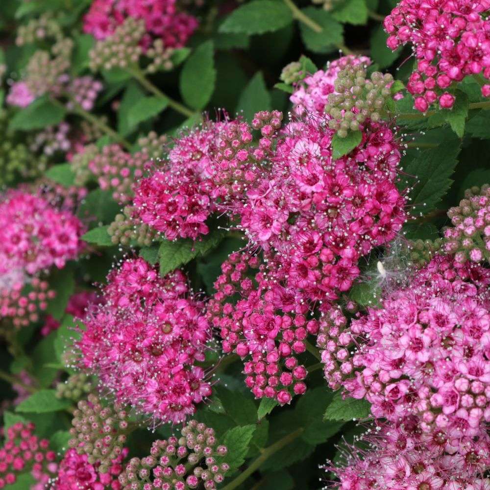 Close up of the vibrant pink blooms of Double Play Princess spirea 
