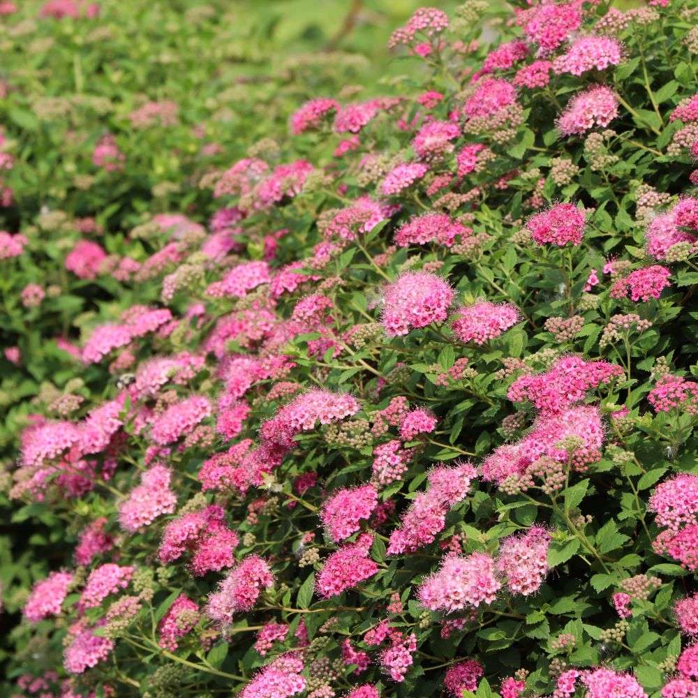 A heavily blooming Double Play Princess spirea in a landscape