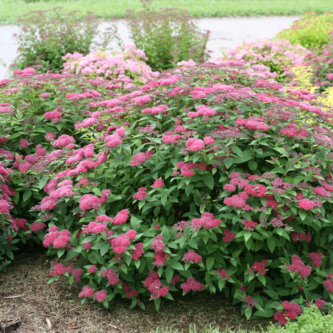 In bloom Double Play Red Spiraea in landscape