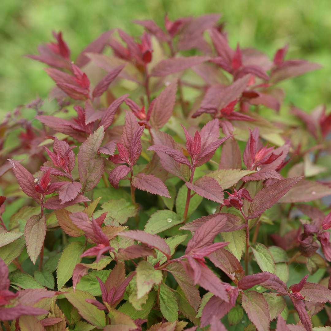 Close up of red new growth on Double Play Red spirea