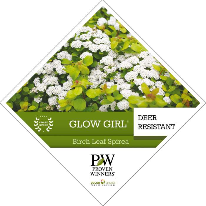 Preview of Glow Girl® Spiraea Tag PDF