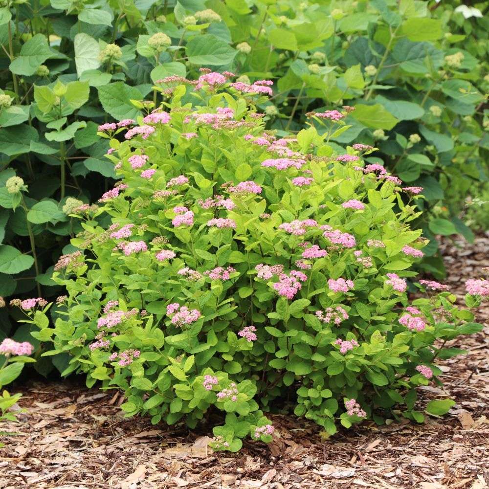 A Glow Girl Pink birch leaf spirea blooming in a landscape