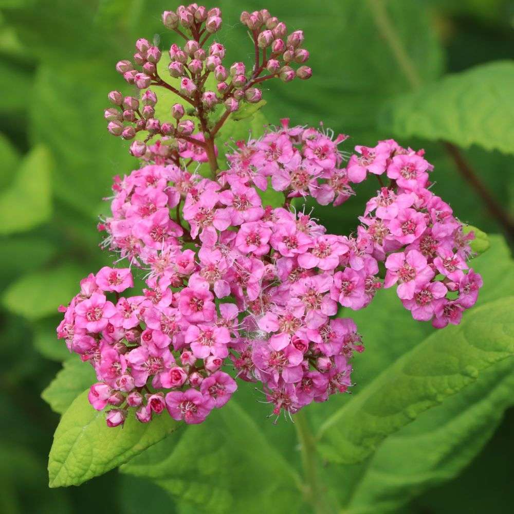 Close up of the vibrant pink flowers of Glow Girl Pink birch leaf spirea