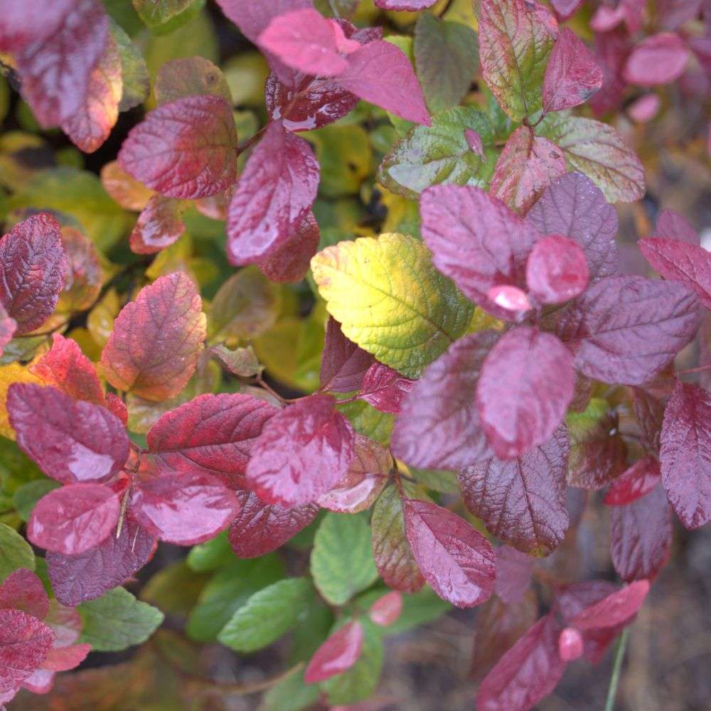 Close up of the colorful fall foliage of Glow Girl birch leaf spirea