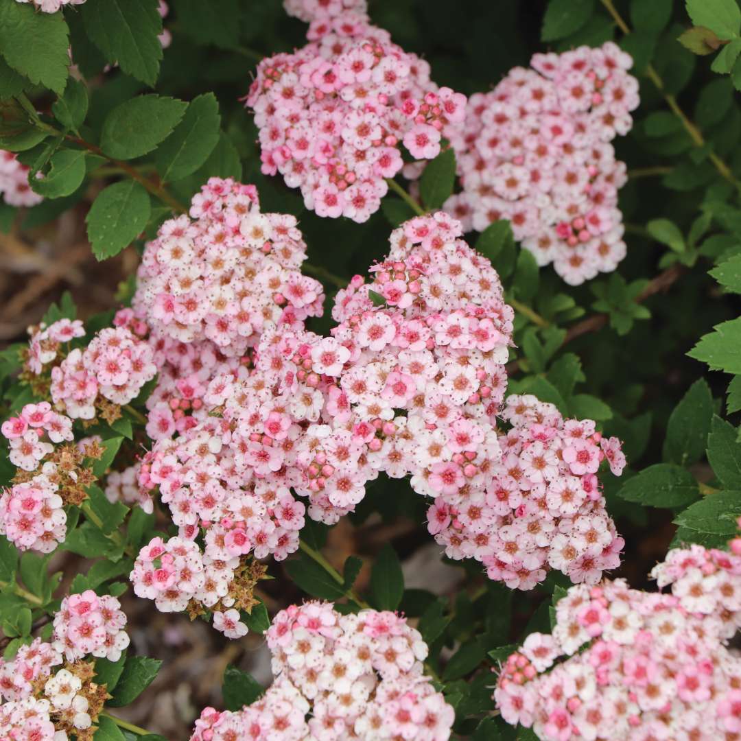 Pink spirea blooms and green foliage. 