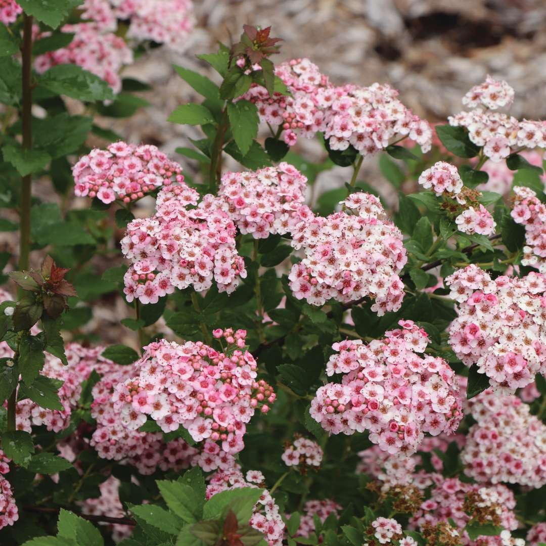 Pink spirea blooms and green foliage. 