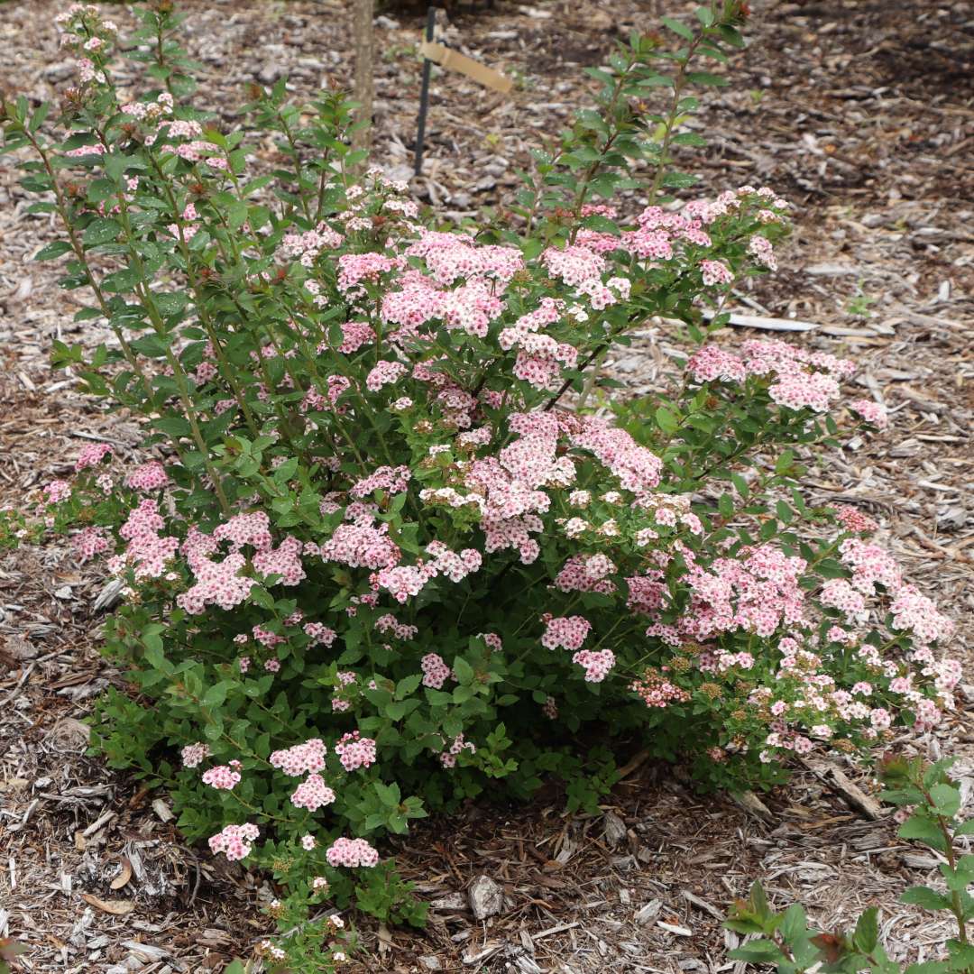 One Rosy Posy spirea in the landscape. 