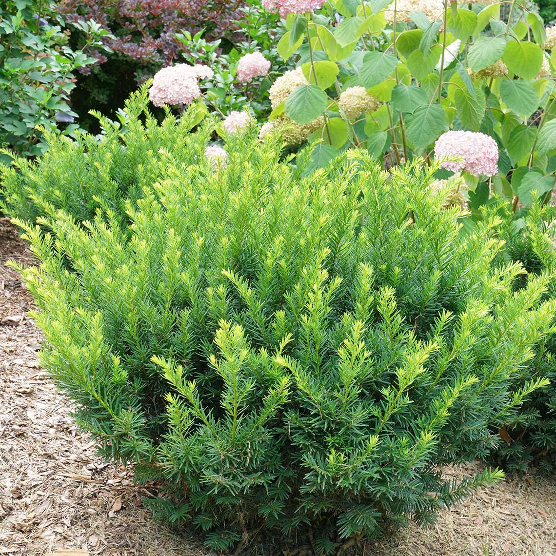 Stonehenge Dark Druid yew showing soft feathery evergreen foliage