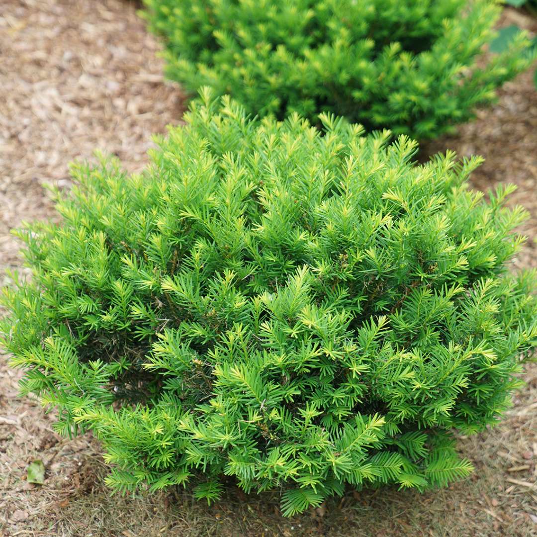 A closeup of one Stonehenge Dark Druid yew 