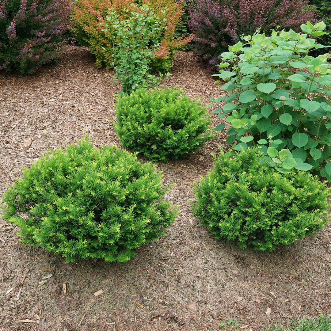 Three Stonehenge Dark Druid yews planted in a landscape bed