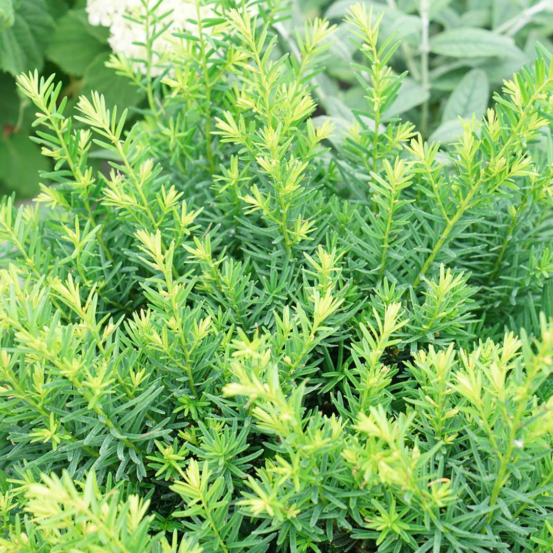 Close-up of the foliage of Stonehenge Dark Druid yew 