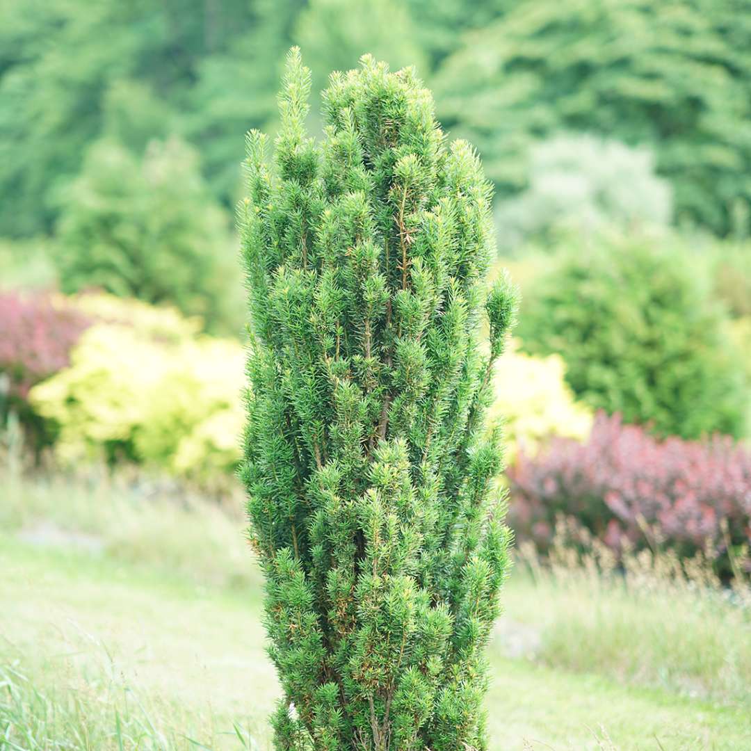 Stonehenge Skinny yew against a backdrop of red and yellow barberries