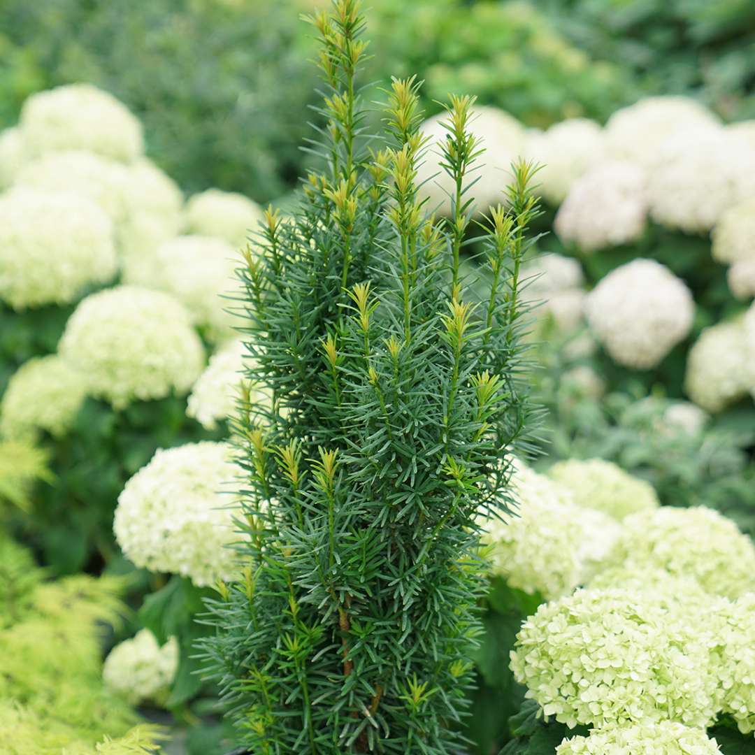 A single specimen of Stonehenge Skinny yew surrounded by blooming Incrediball hydrangeas