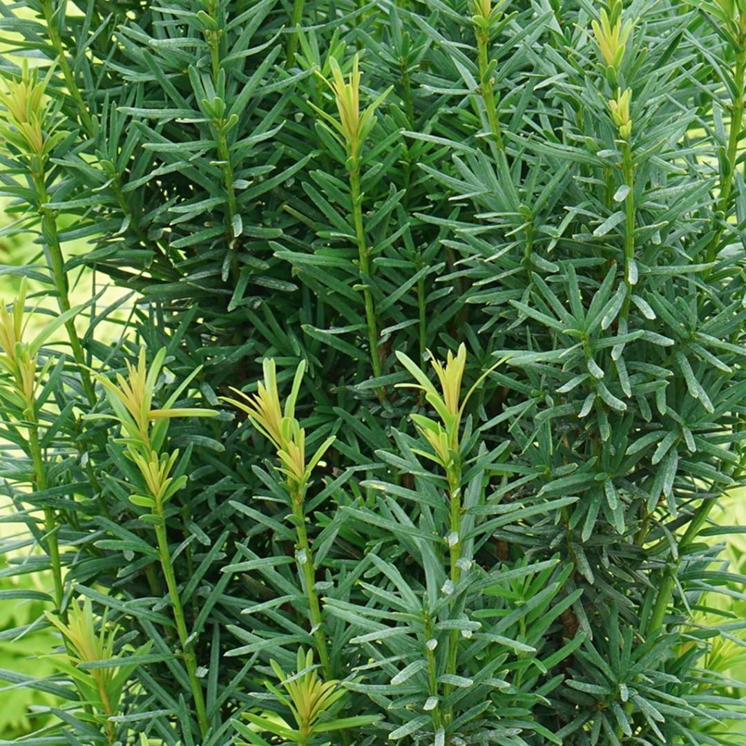 Close-up of the feathery dark green foliage of Stonehenge Skinny yew