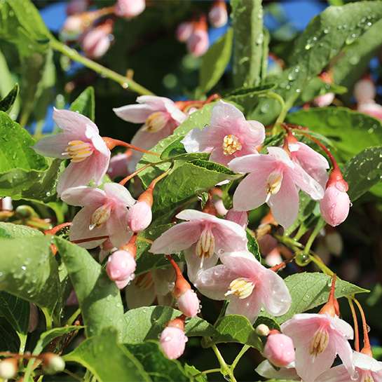 An extreme close up of Marley's Pink pink flowers
