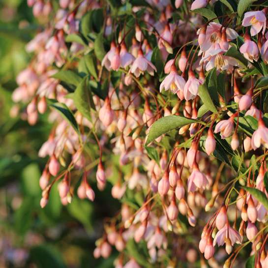 A close up of the pink flowers on Marley's Pink styrax