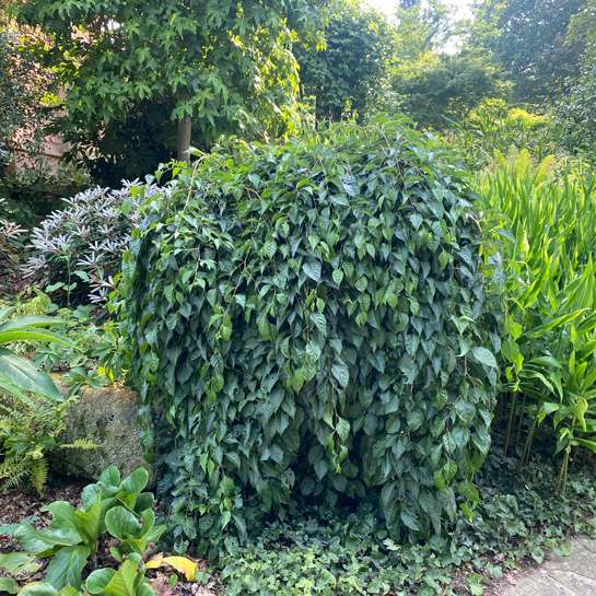 Beautiful, lush green, cascading foliage of Marley's Pink