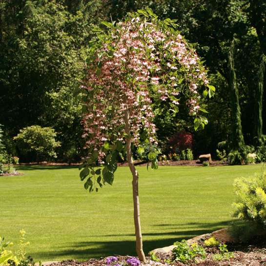 A Marley's Pink tree with flowers and gracefully drooping foliage