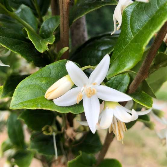 Close up of a white bloom on Starway To Heaven Snowbell