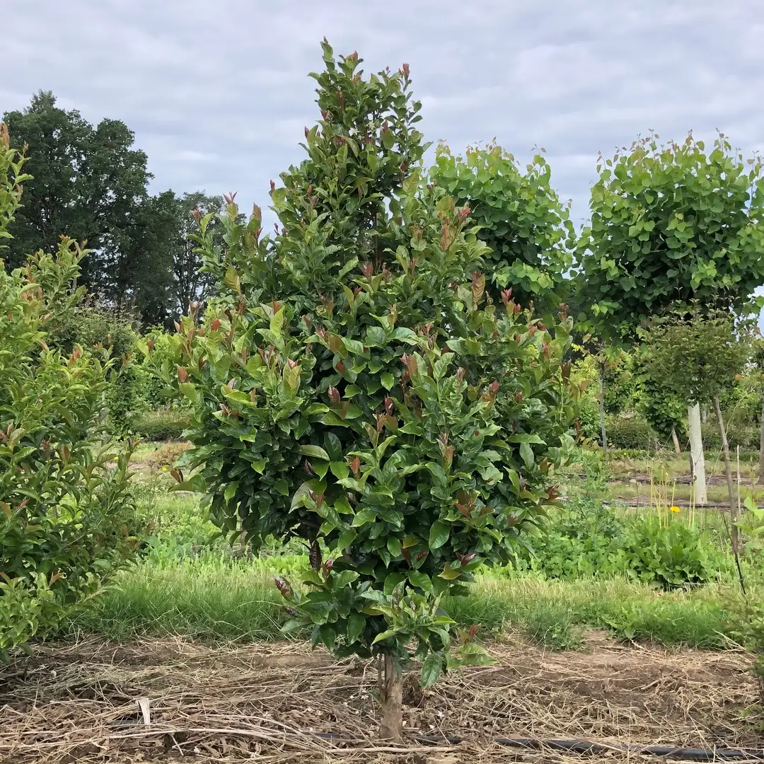 Starway To Heaven Styrax | Spring Meadow - Proven Winners Trees