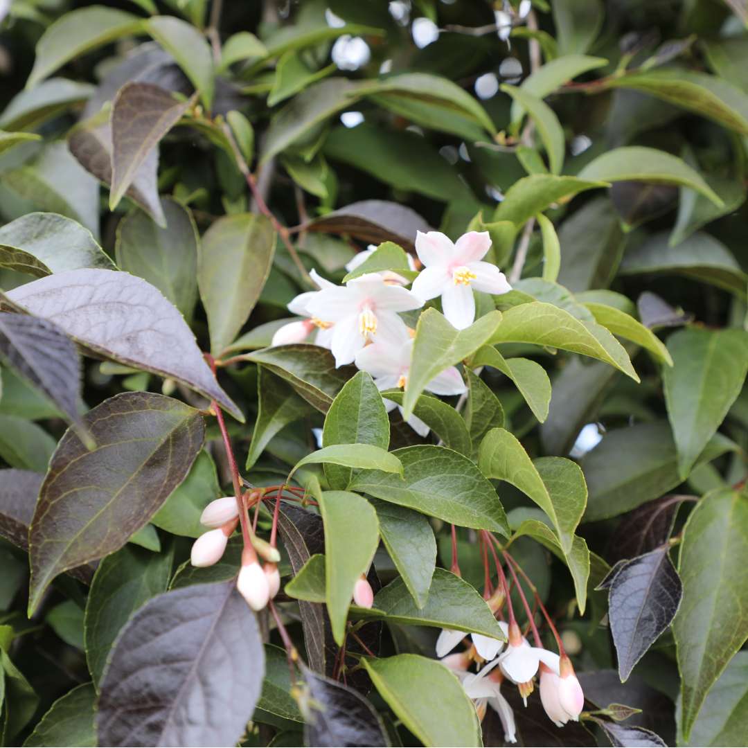 White flowers against black foliage on Japanese snowbell