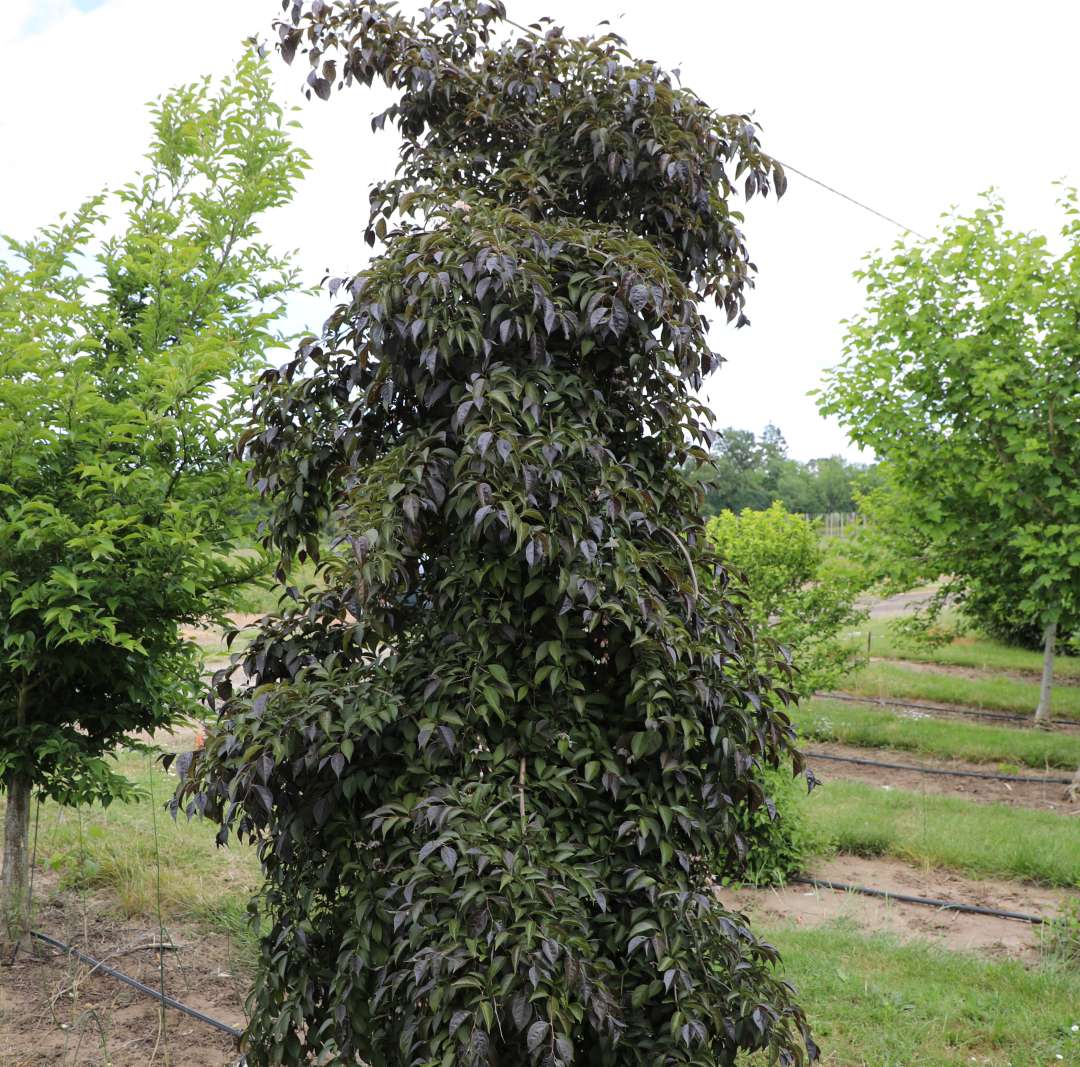 Swag Song snowbell full upright habit standing in field