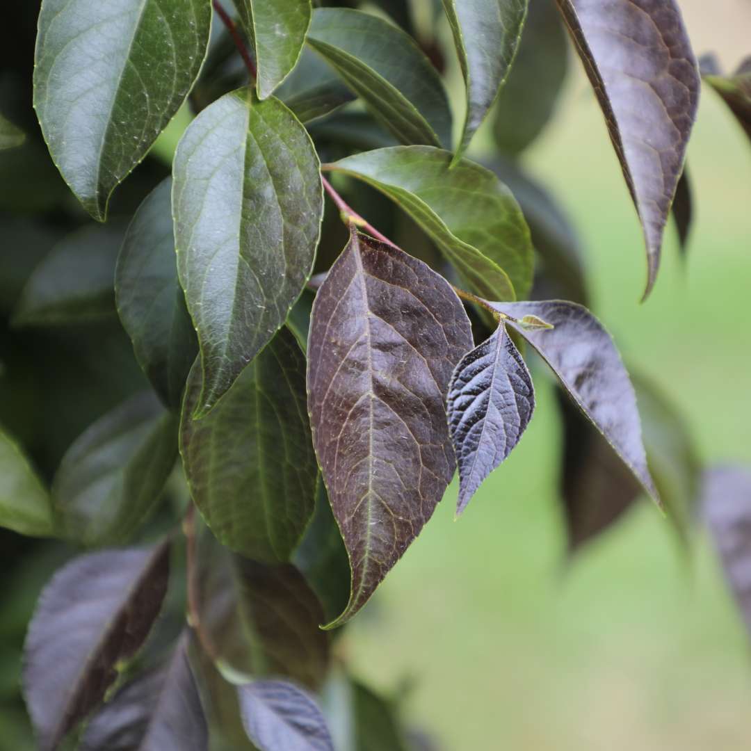 Foliage closeup of Swan Song snowbell tree